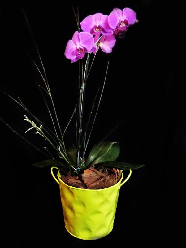LA MEJOR FLOR